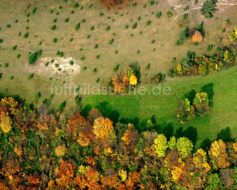 Eutin aus der Vogelperspektive: Baum - Landschaft mit Feld - Strukturen auf sommerlich , abgeernteten Getreide - Feldern bei Eutin im Bundesland Schleswig-Holstein