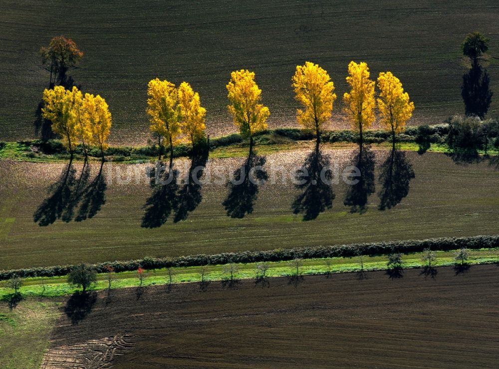 Luftbild Eutin - Baum - Landschaft mit Feld - Strukturen auf sommerlich , abgeernteten Getreide - Feldern bei Eutin im Bundesland Schleswig-Holstein