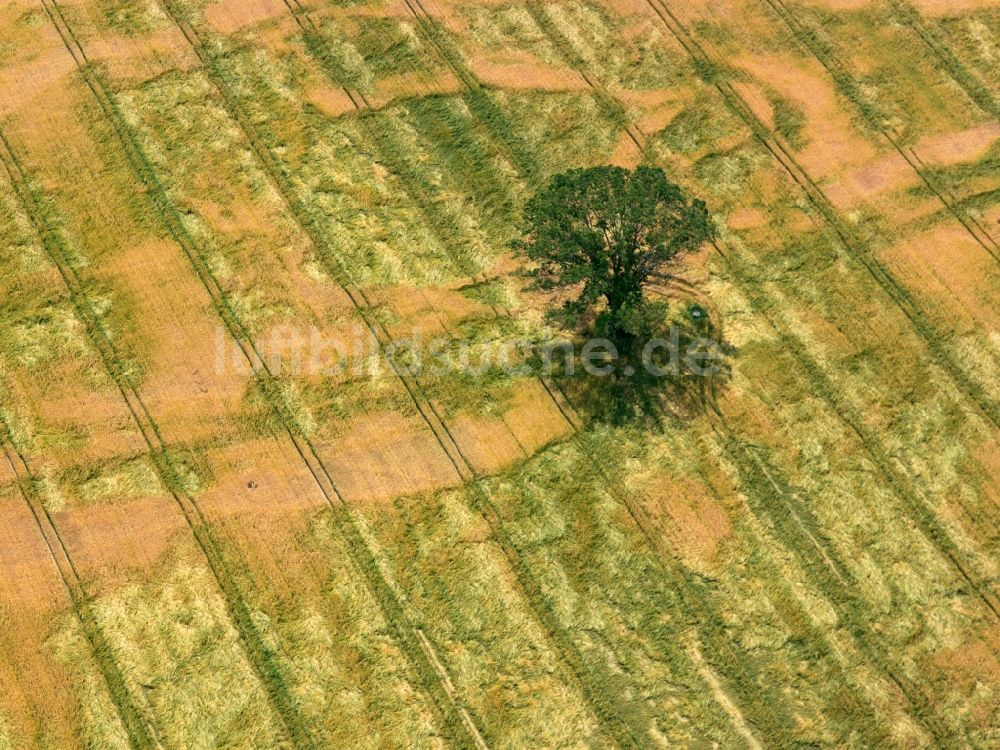 Luftaufnahme Großenhain - Baum - Landschaft mit Feld - Strukturen auf sommerlich , abgeernteten Getreide - Feldern bei Großenhain im Bundesland Sachsen