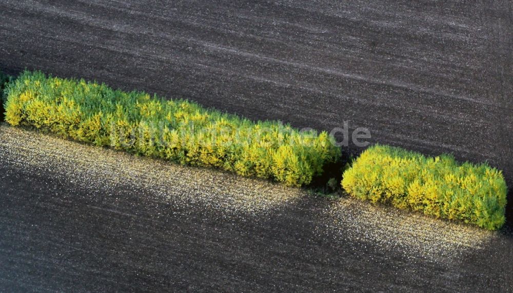 Wormstedt aus der Vogelperspektive: Baum- Reihe auf einem Feld bei Wormstedt in Thüringen