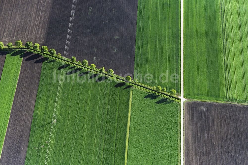 Nördlingen von oben - Baum mit Schattenbildung durch Lichteinstrahlung auf einem Feld in Nördlingen im Bundesland Bayern, Deutschland