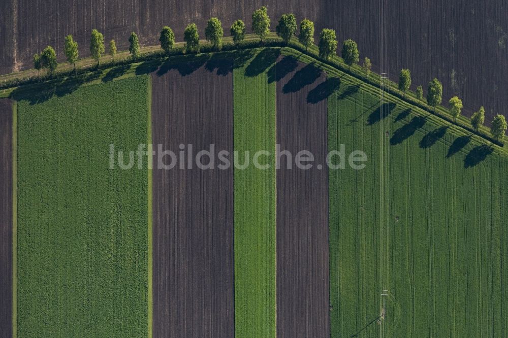 Nördlingen aus der Vogelperspektive: Baum mit Schattenbildung durch Lichteinstrahlung auf einem Feld in Nördlingen im Bundesland Bayern, Deutschland