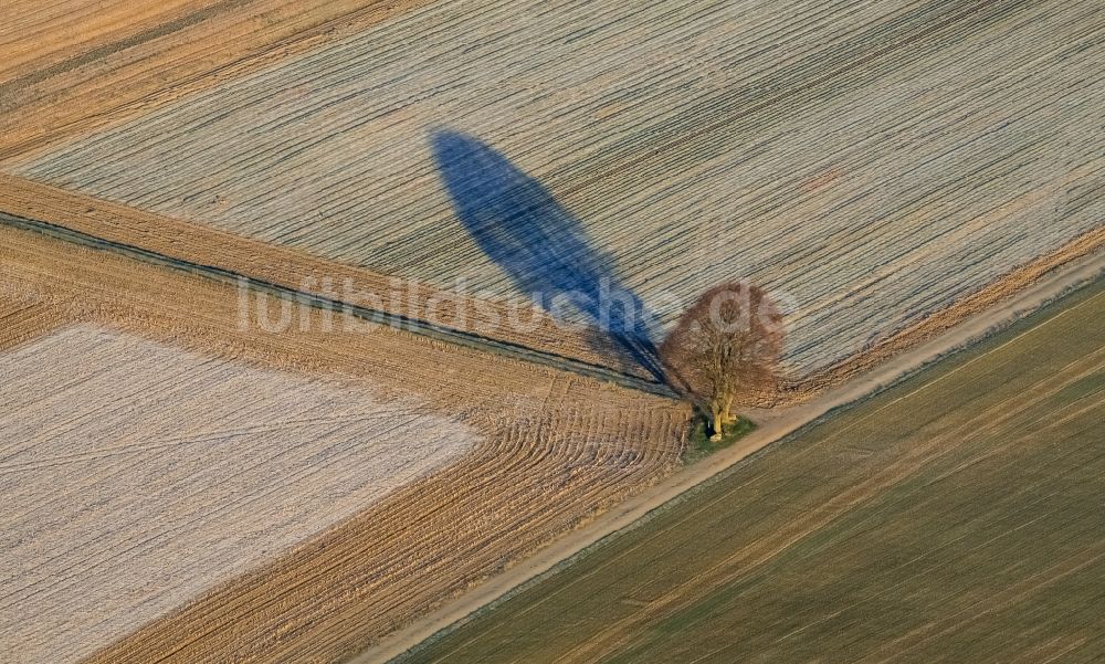 Titz aus der Vogelperspektive: Baum mit Schattenbildung durch Lichteinstrahlung auf einem Feld in Titz im Bundesland Nordrhein-Westfalen