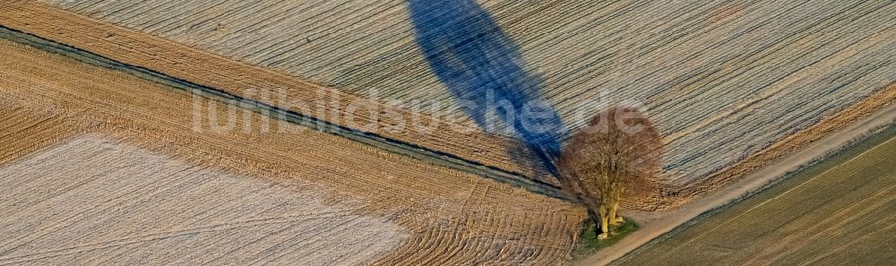 Luftbild Titz - Baum mit Schattenbildung durch Lichteinstrahlung auf einem Feld in Titz im Bundesland Nordrhein-Westfalen