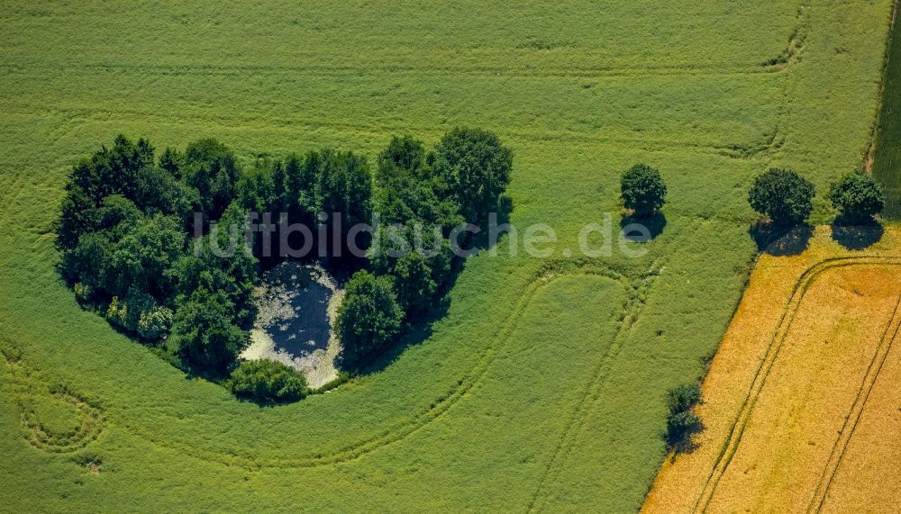 Luftaufnahme Wiershop - Baumgruppe um einen Weier auf einem Feld in Wiershop im Bundesland Schleswig-Holstein