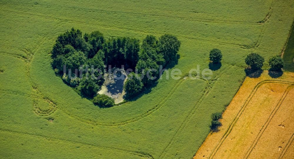 Wiershop von oben - Baumgruppe um einen Weier auf einem Feld in Wiershop im Bundesland Schleswig-Holstein