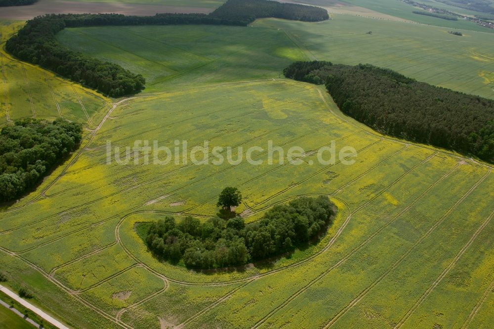 Luftaufnahme Gotthun - Baumgruppe im Feld in Gotthun im Bundesland Mecklenburg-Vorpommern