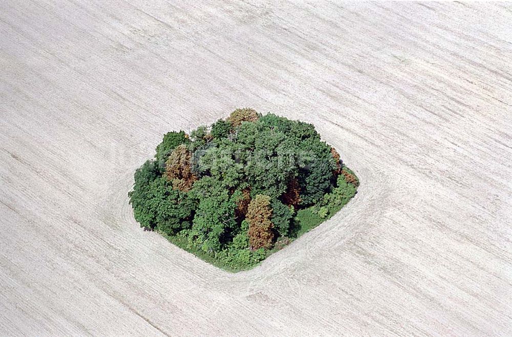 Luftbild Lichtenow / Brandenburg - Bauminsel auf einem abgeernteten Feld in Lichtenow. Ort: Lichtenow/ Brandenburg