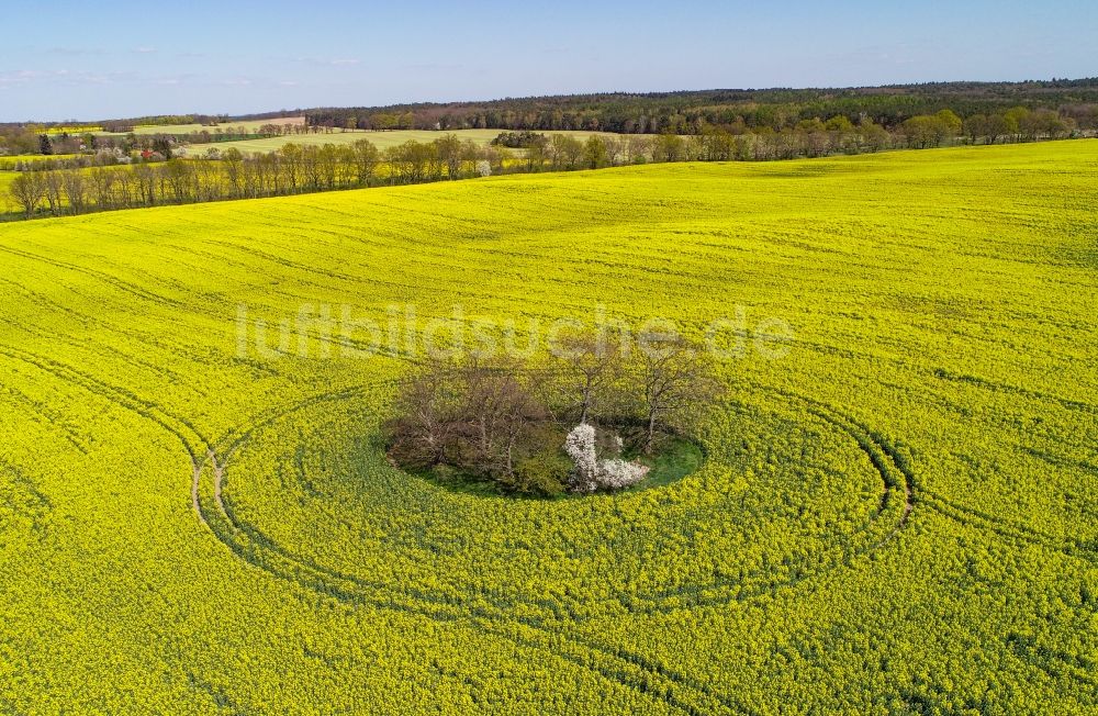 Arensdorf von oben - Bauminsel in Feld- Landschaft gelb blühender Raps- Blüten in Arensdorf im Bundesland Brandenburg, Deutschland