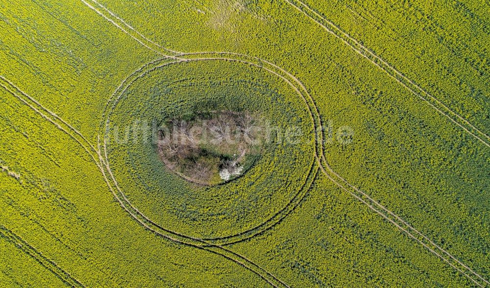 Luftaufnahme Arensdorf - Bauminsel in Feld- Landschaft gelb blühender Raps- Blüten in Arensdorf im Bundesland Brandenburg, Deutschland