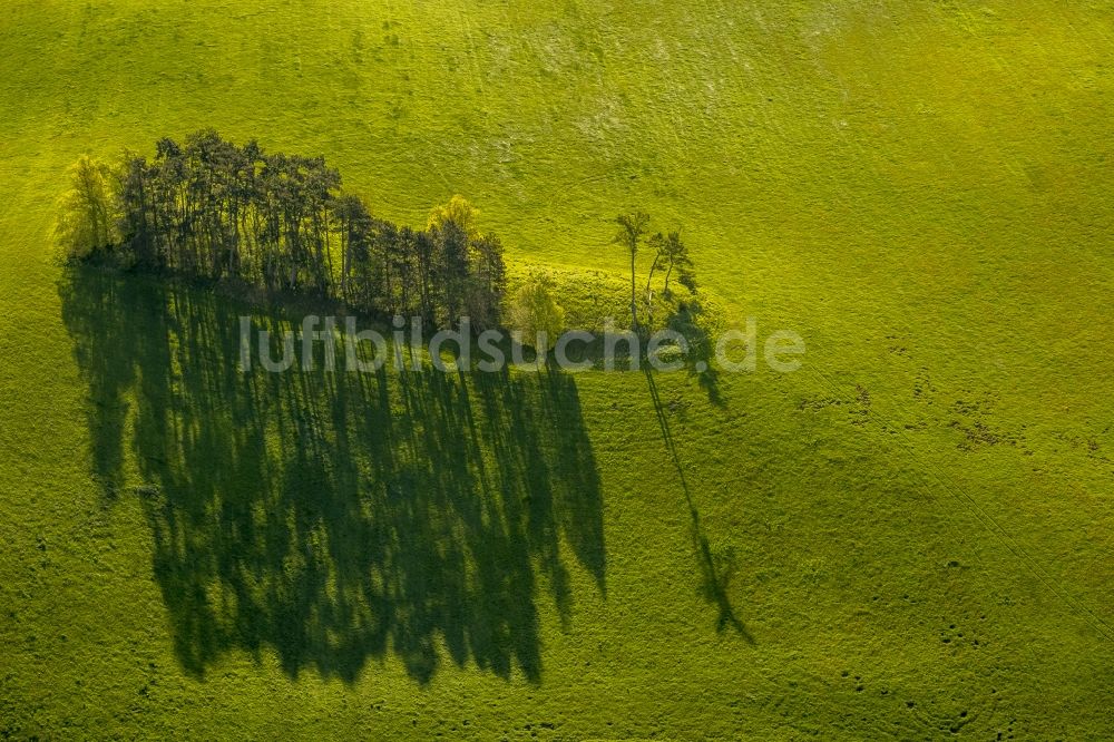 Hohen-Demzin von oben - Bauminsel auf einer Wiese in Hohen-Demzin im Bundesland Mecklenburg-Vorpommern