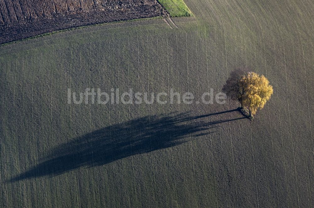 Luftbild Velden - Baumpaar in Feldlandschaft in Velden im Bundesland Bayern