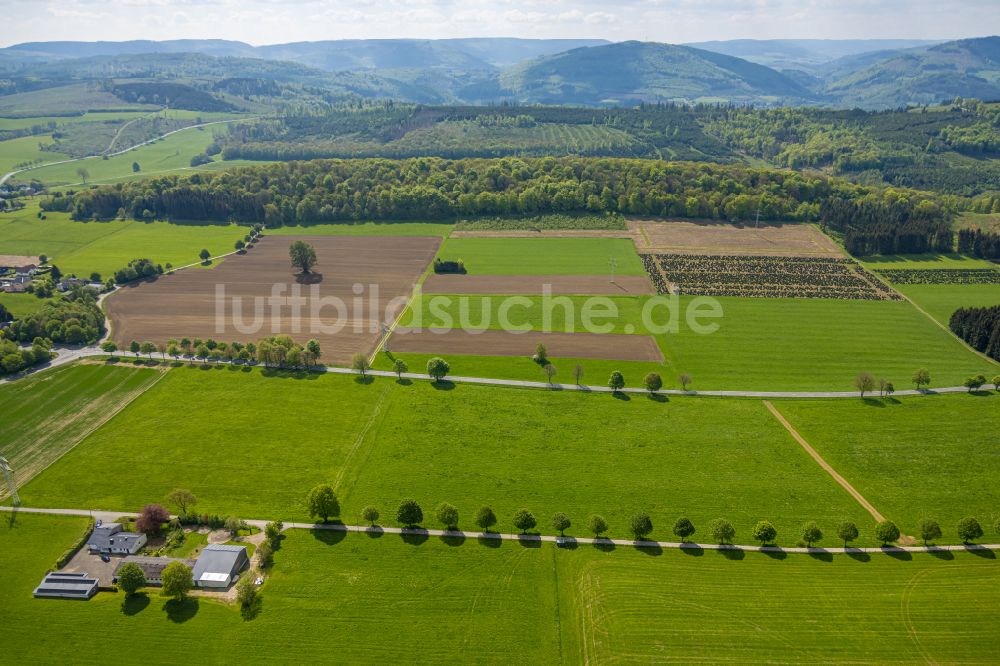 Luftbild Altenbüren - Baumreihe an einem Feldrand in Altenbüren im Bundesland Nordrhein-Westfalen, Deutschland