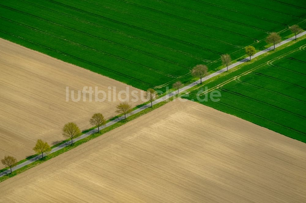 Luftbild Ascheberg - Baumreihe an einem Feldrand in Ascheberg im Bundesland Nordrhein-Westfalen, Deutschland