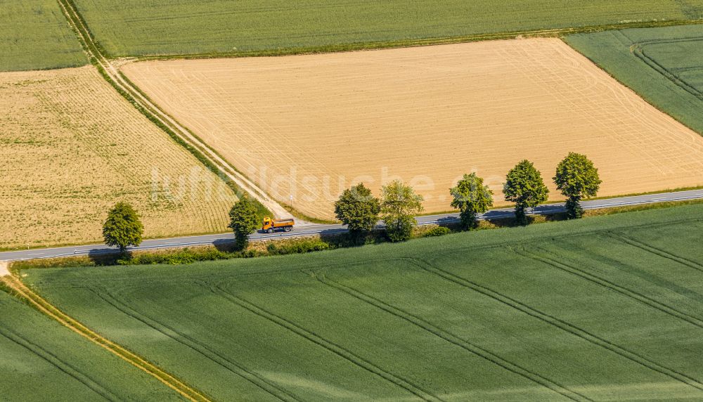 Balve aus der Vogelperspektive: Baumreihe an einem Feldrand in Balve im Bundesland Nordrhein-Westfalen, Deutschland