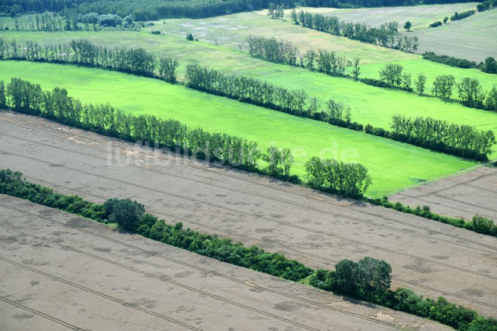 Bedetz von oben - Baumreihe an einem Feldrand in Bedetz im Bundesland Sachsen-Anhalt, Deutschland