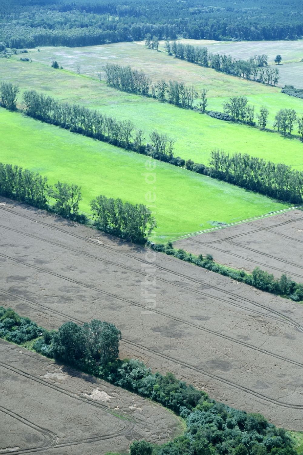 Luftbild Bedetz - Baumreihe an einem Feldrand in Bedetz im Bundesland Sachsen-Anhalt, Deutschland