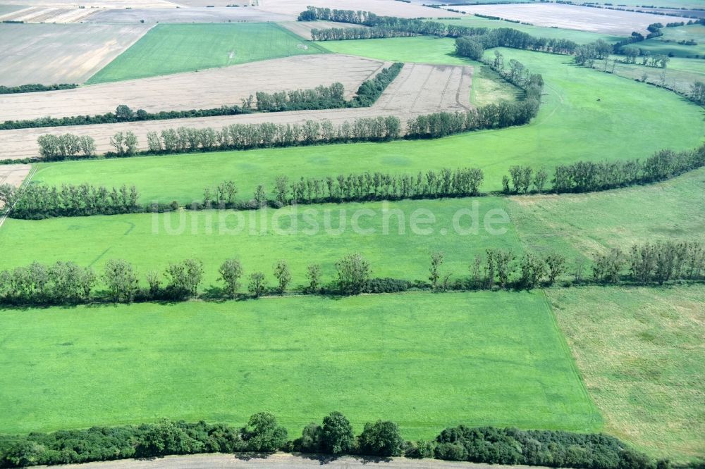 Luftbild Bedetz - Baumreihe an einem Feldrand in Bedetz im Bundesland Sachsen-Anhalt, Deutschland