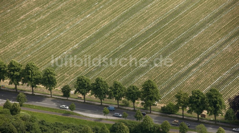 Bottrop aus der Vogelperspektive: Baumreihe an einem Feldrand bei Bottrop im Bundesland Nordrhein-Westfalen