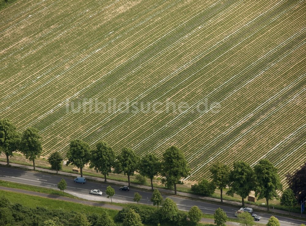 Luftbild Bottrop - Baumreihe an einem Feldrand bei Bottrop im Bundesland Nordrhein-Westfalen