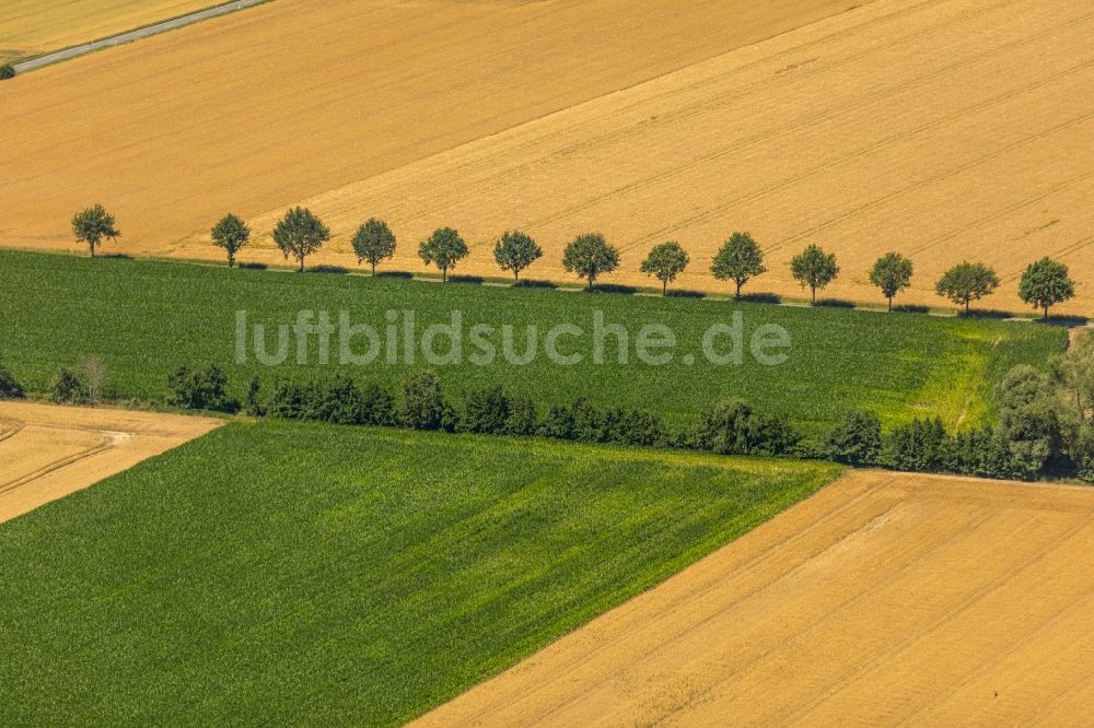 Benninghausen aus der Vogelperspektive: Baumreihe an einem Feldrand in Benninghausen im Bundesland Nordrhein-Westfalen, Deutschland