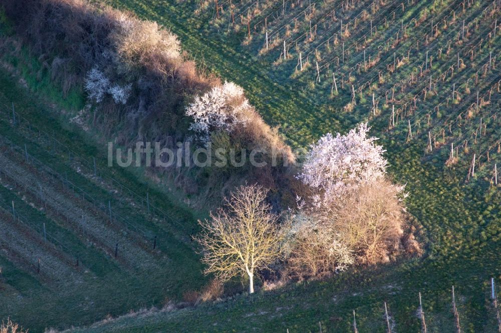 Luftaufnahme Billigheim-Ingenheim - Baumreihe an einem Feldrand in Billigheim-Ingenheim im Bundesland Rheinland-Pfalz