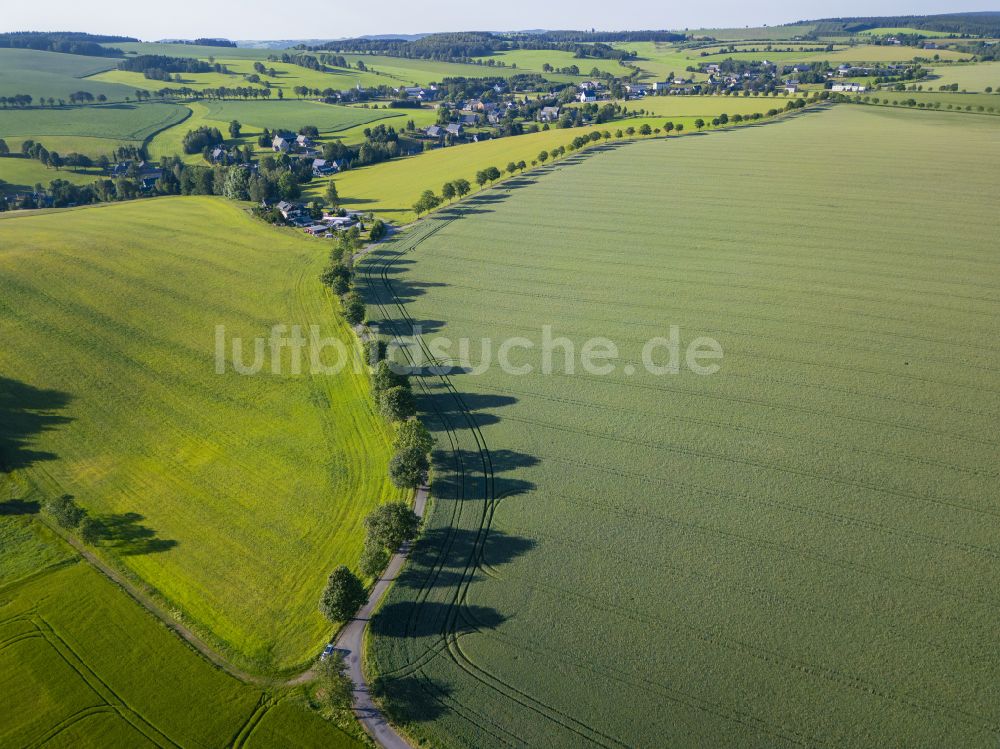 Luftaufnahme Cämmerswalde - Baumreihe an einem Feldrand in Cämmerswalde im Bundesland Sachsen, Deutschland