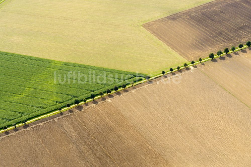 Luftaufnahme Fredenbeck - Baumreihe an einem Feldrand in Fredenbeck im Bundesland Niedersachsen, Deutschland