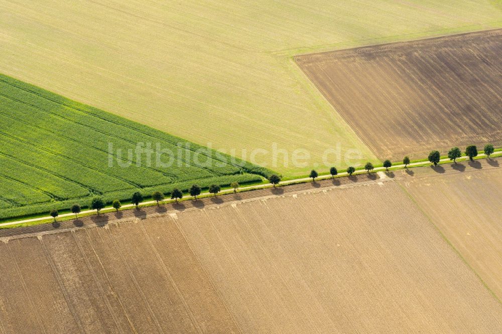 Fredenbeck von oben - Baumreihe an einem Feldrand in Fredenbeck im Bundesland Niedersachsen, Deutschland