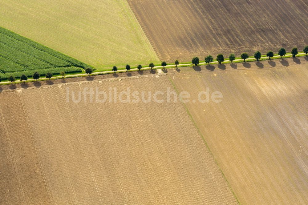 Fredenbeck aus der Vogelperspektive: Baumreihe an einem Feldrand in Fredenbeck im Bundesland Niedersachsen, Deutschland