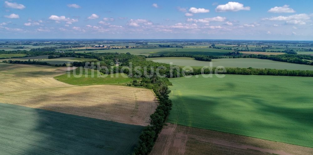 Friedersdorf aus der Vogelperspektive: Baumreihe an einem Feldrand in Friedersdorf im Bundesland Brandenburg, Deutschland