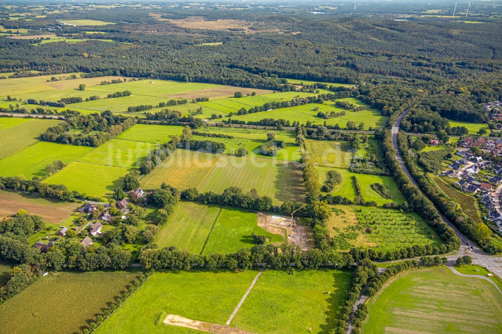 Haltern am See aus der Vogelperspektive: Baumreihe an einem Feldrand in Haltern am See im Bundesland Nordrhein-Westfalen, Deutschland