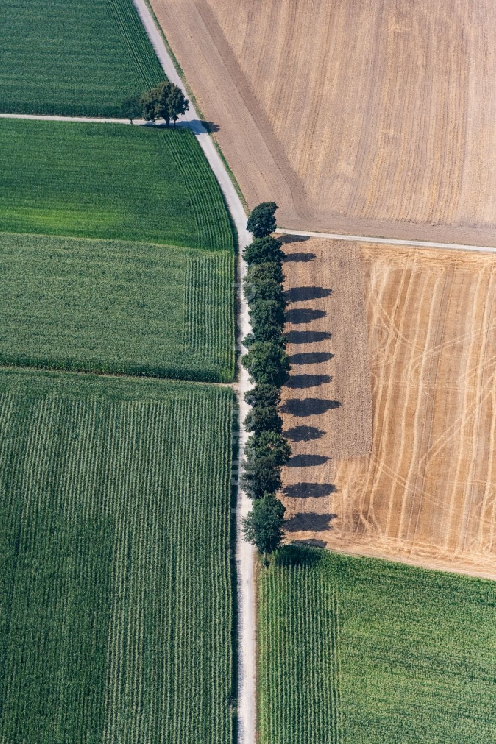 Luftaufnahme Röfingen - Baumreihe an einem Feldrand in Röfingen im Bundesland Bayern, Deutschland