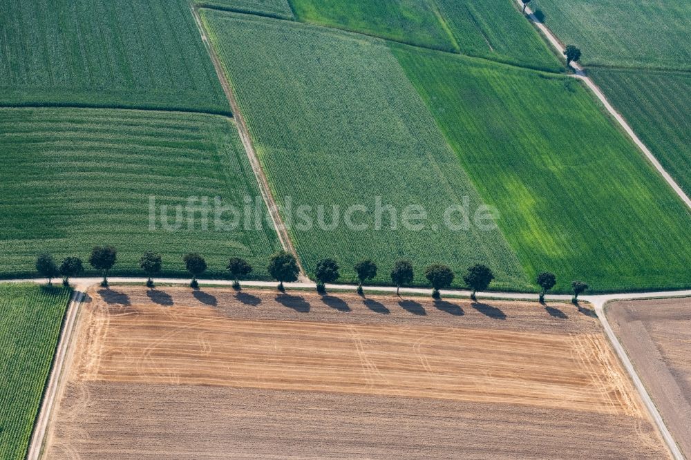 Röfingen von oben - Baumreihe an einem Feldrand in Röfingen im Bundesland Bayern, Deutschland