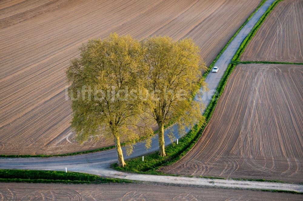 Luftaufnahme Schleithal - Baumreihe an einem Feldrand in Schleithal in Grand Est, Frankreich