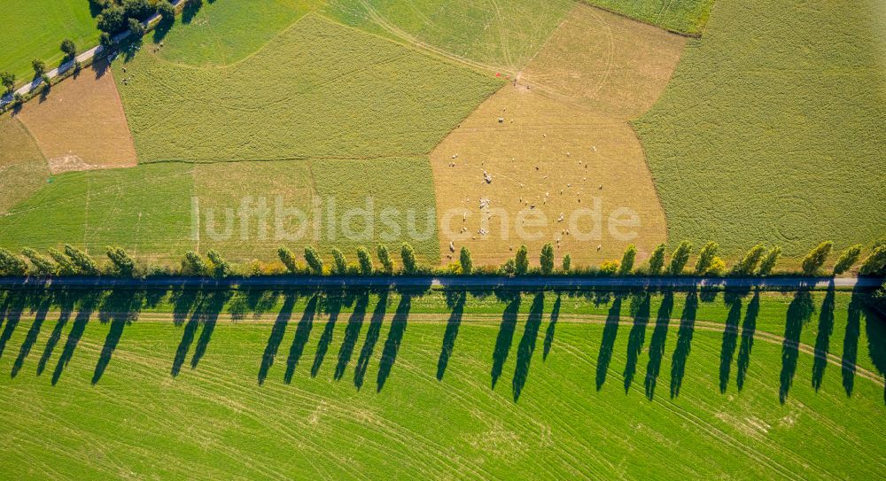 Luftaufnahme Spork - Baumreihe an einem Feldrand in Spork im Bundesland Nordrhein-Westfalen, Deutschland