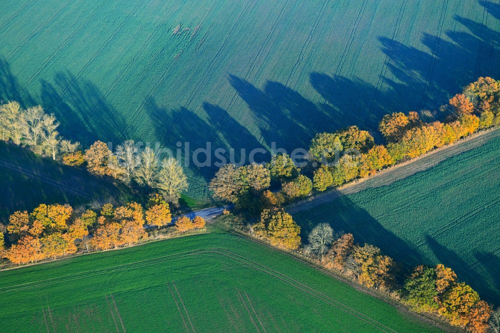 Tribsees aus der Vogelperspektive: Baumreihe an einem Feldrand in Tribsees im Bundesland Mecklenburg-Vorpommern, Deutschland