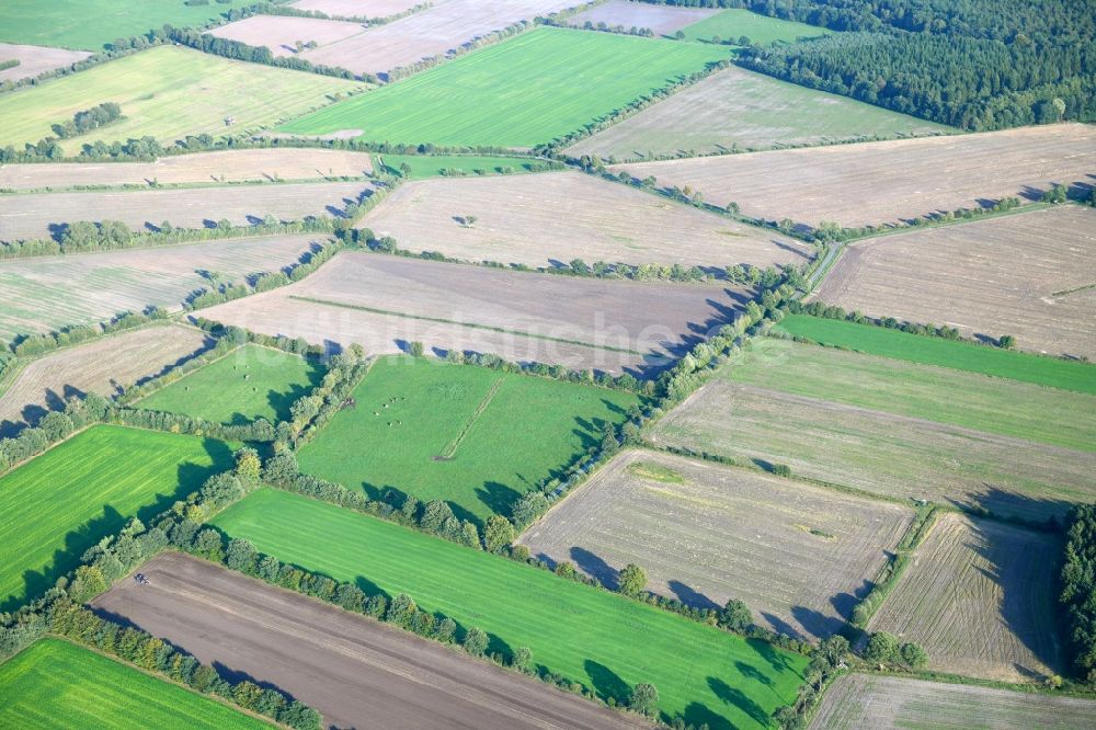 Luftbild Wasbek - Baumreihe an einem Feldrand in Wasbek im Bundesland Schleswig-Holstein, Deutschland