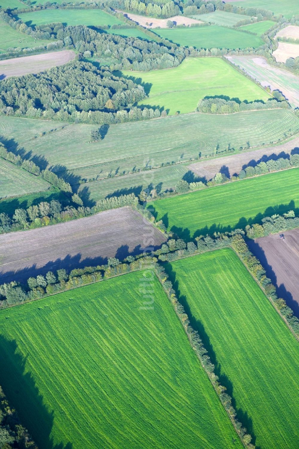 Luftaufnahme Wasbek - Baumreihe an einem Feldrand in Wasbek im Bundesland Schleswig-Holstein, Deutschland