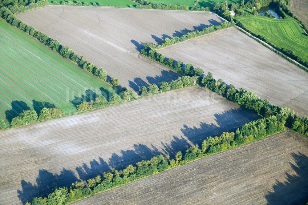 Wasbek von oben - Baumreihe an einem Feldrand in Wasbek im Bundesland Schleswig-Holstein, Deutschland