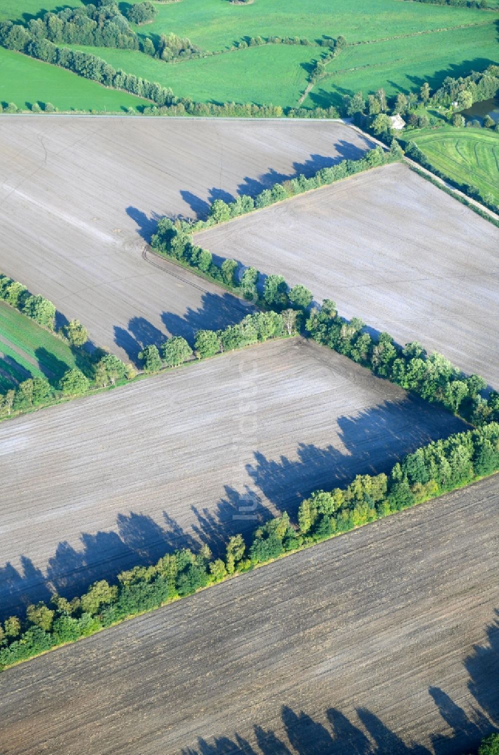 Wasbek aus der Vogelperspektive: Baumreihe an einem Feldrand in Wasbek im Bundesland Schleswig-Holstein, Deutschland