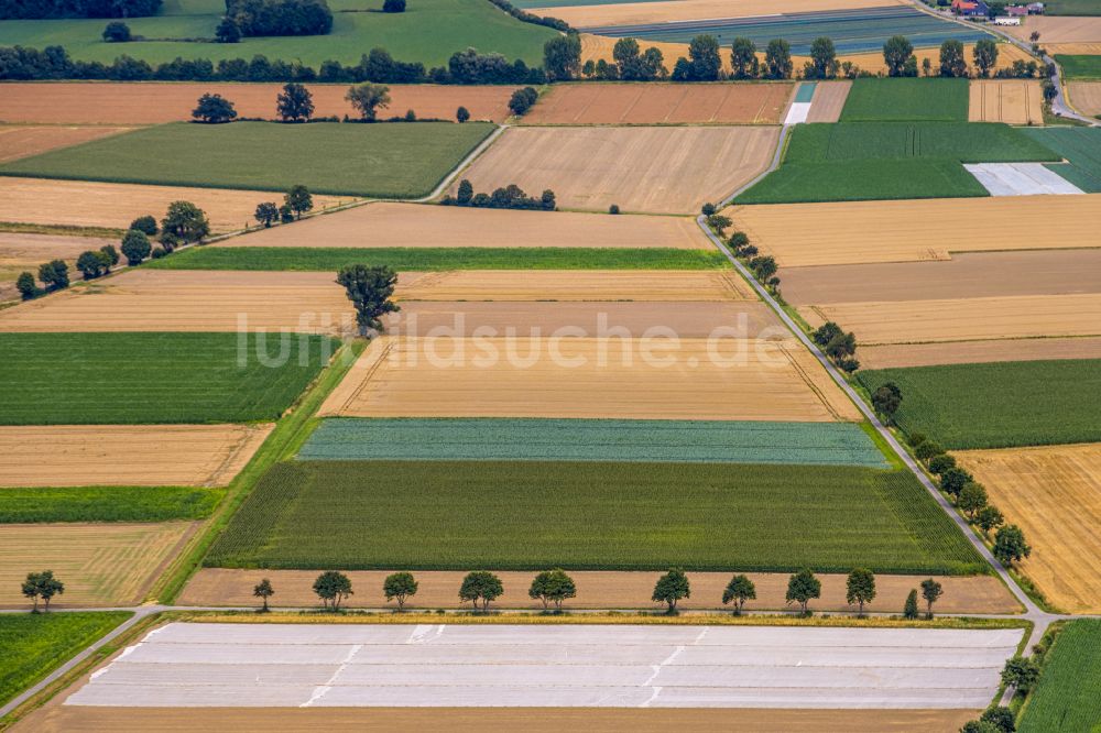 Luftaufnahme Werl - Baumreihe an einem Feldrand in Werl im Bundesland Nordrhein-Westfalen, Deutschland