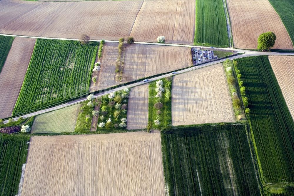 Luftbild Hoffen - Baumreihe in Frühlingsblüte an einer Landstraße an einem Feldrand in Hoffen in Alsace-Champagne-Ardenne-Lorraine, Frankreich