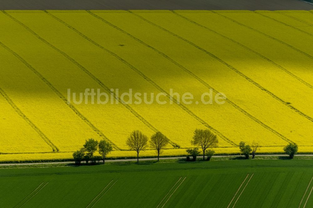 Baesweiler aus der Vogelperspektive: Baumreihe in grün - gelbe Rapsfeld - Strukturen bei Baesweiler im Bundesland Nordrhein-Westfalen NRW