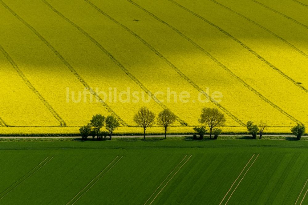 Luftbild Baesweiler - Baumreihe in grün - gelbe Rapsfeld - Strukturen bei Baesweiler im Bundesland Nordrhein-Westfalen NRW