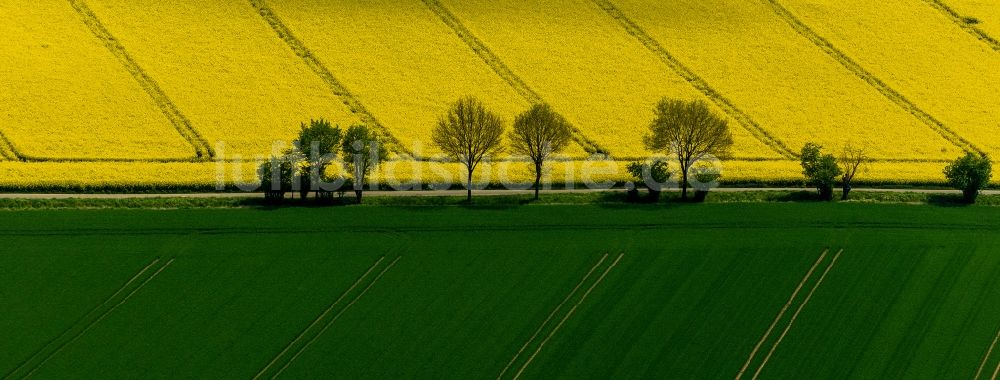 Luftaufnahme Baesweiler - Baumreihe in grün - gelbe Rapsfeld - Strukturen bei Baesweiler im Bundesland Nordrhein-Westfalen NRW