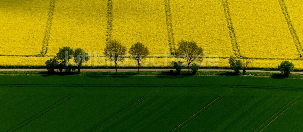 Baesweiler von oben - Baumreihe in grün - gelbe Rapsfeld - Strukturen bei Baesweiler im Bundesland Nordrhein-Westfalen NRW