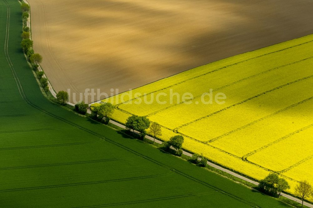 Baesweiler aus der Vogelperspektive: Baumreihe in grün - gelbe Rapsfeld - Strukturen bei Baesweiler im Bundesland Nordrhein-Westfalen NRW