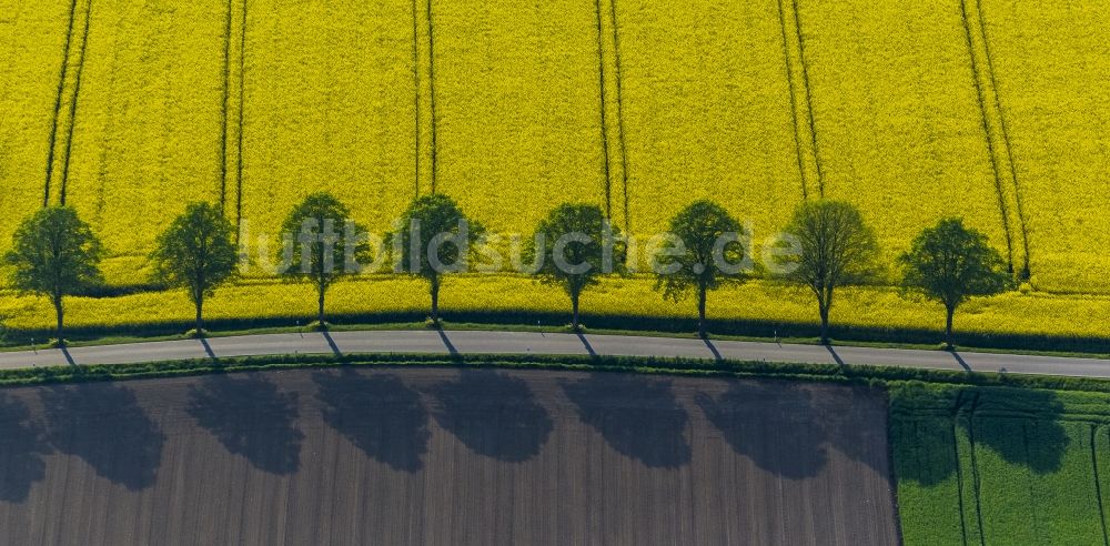 Welver von oben - Baumreihe in grün - gelbe Rapsfeld - Strukturen bei Welver im Bundesland Nordrhein-Westfalen NRW