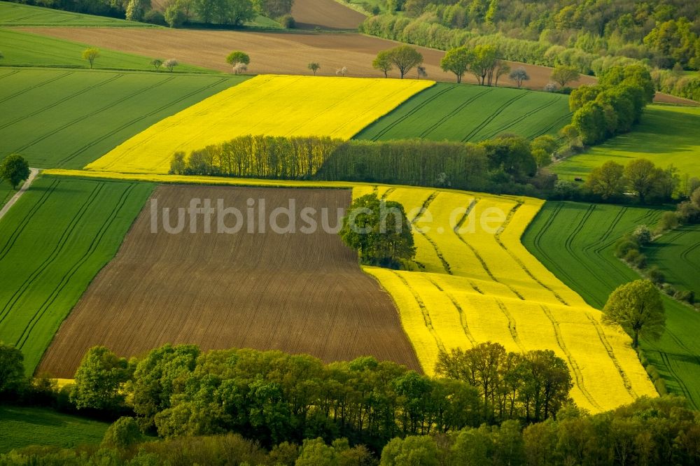 Luftaufnahme Werl - Baumreihe in grün - gelben Rapsfeld - Strukturen bei Werl im Bundesland Nordrhein-Westfalen NRW